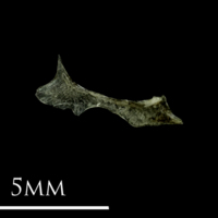 photo of Three-spined stickleback for assessment medial view