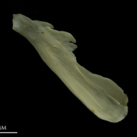 photo of Grayling supracleithrum medial view