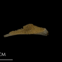 photo of Shore rockling pharyngeal ventral view