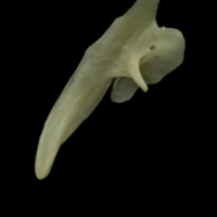 photo of Grayling posttemporal medial view