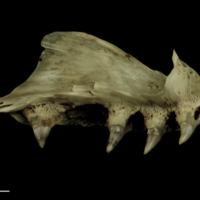 photo of Atlantic salmon premaxilla medial view