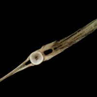 photo of Atlantic halibut precaudal vertebra anterior view