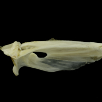 photo of Grey Triggerfish for assessment lateral view