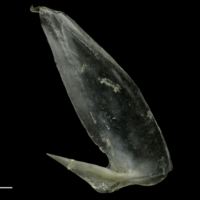 photo of Common pandora subopercular lateral view
