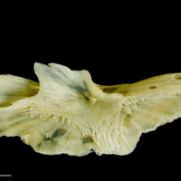 photo of Atlantic cod preopercular medial view