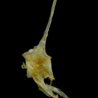 photo of Ruffe precaudal vertebra lateral view