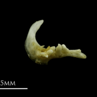 photo of Gudgeon pharyngeal dorsal view