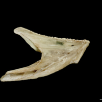 photo of Turbot dentary medial view