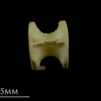photo of Thornback ray precaudal vertebra lateral view