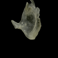 photo of Eelpout subopercular lateral view