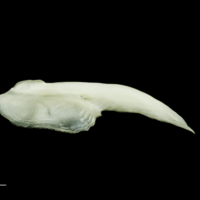 photo of Freshwater bream for assessment lateral view