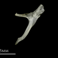 photo of Sandsmelt posttemporal lateral view