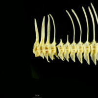 photo of European plaice precaudal vertebra lateral view