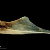 photo of Garfish articular medial view