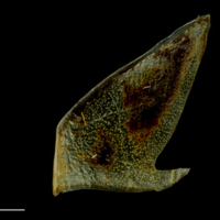 photo of Atlantic mackerel subopercular medial view