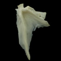 photo of Dragonet articular medial view