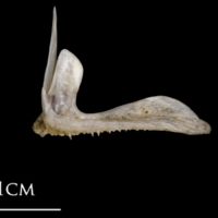 photo of Sea scorpion premaxilla lateral view