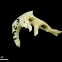 photo of Common dace pharyngeal dorsal view