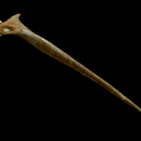 photo of Atlantic bluefin tuna  postcleithrum left