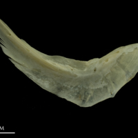 photo of Grayling preopercular medial view