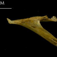 photo of Thinlip grey mullet  dentary lateral view