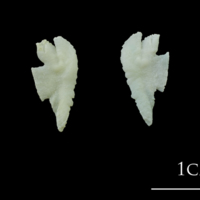 photo of Northern pike otolith(s) view 1