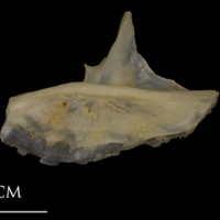 photo of Shore rockling preopercular lateral view
