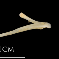 photo of Shore rockling posttemporal lateral view