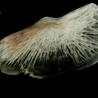 photo of Atlantic halibut subopercular lateral view