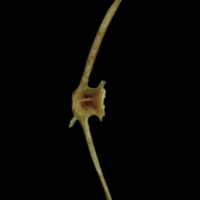 photo of Couch's seabream caudal vertebra lateral view