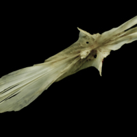 photo of Atlantic salmon parasphenoid dorsal view