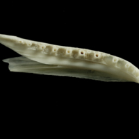 photo of Ling dentary detail view