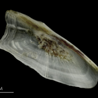 photo of Brill preopercular medial view