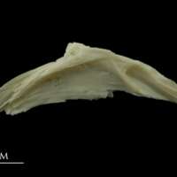 photo of Dragonet preopercular lateral view