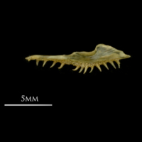 photo of European smelt premaxilla medial view