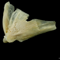 photo of Northern pike quadrate lateral view