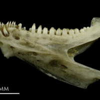 photo of Common pandora dentary lateral view