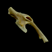 photo of Northern pike hyomandibular detail view