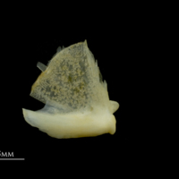 photo of Gilthead seabream quadrate medial view