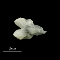 photo of Roach vomer ventral view