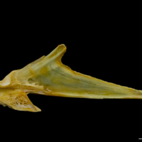 photo of Saithe articular medial view