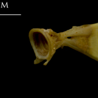 photo of Thinlip grey mullet  ultimate vertebra anterior view