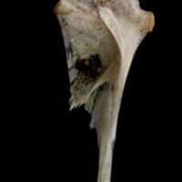 photo of Red seabream hyomandibular lateral view