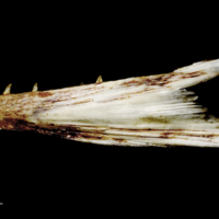 photo of Atlantic salmon dentary lateral view