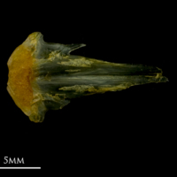 photo of Grey gurnard vomer ventral view