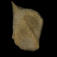 photo of Sturgeon scute lateral view