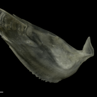 photo of Zander subopercular medial view