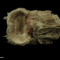photo of Atlantic salmon basioccipital posterior view