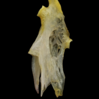 photo of European eel hyomandibular medial view