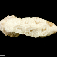 photo of Catfish vomer dorsal view